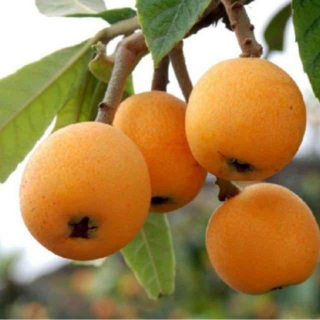 CÂY GIỐNG BIWA GIỐNG MỚI