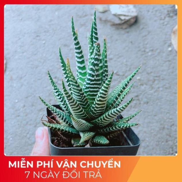 Xương Rồng Móng Rồng