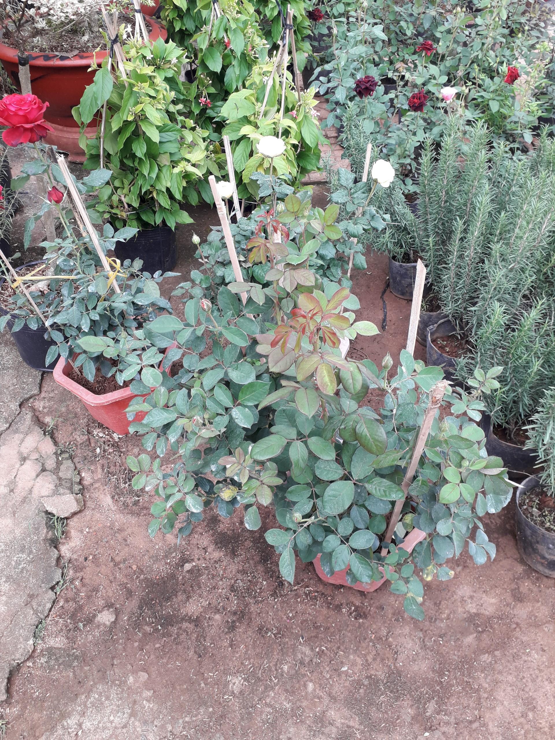 CÂY GIỐNG HOA HỒNG NGOẠI ĐẸP NHƯ HÌNH