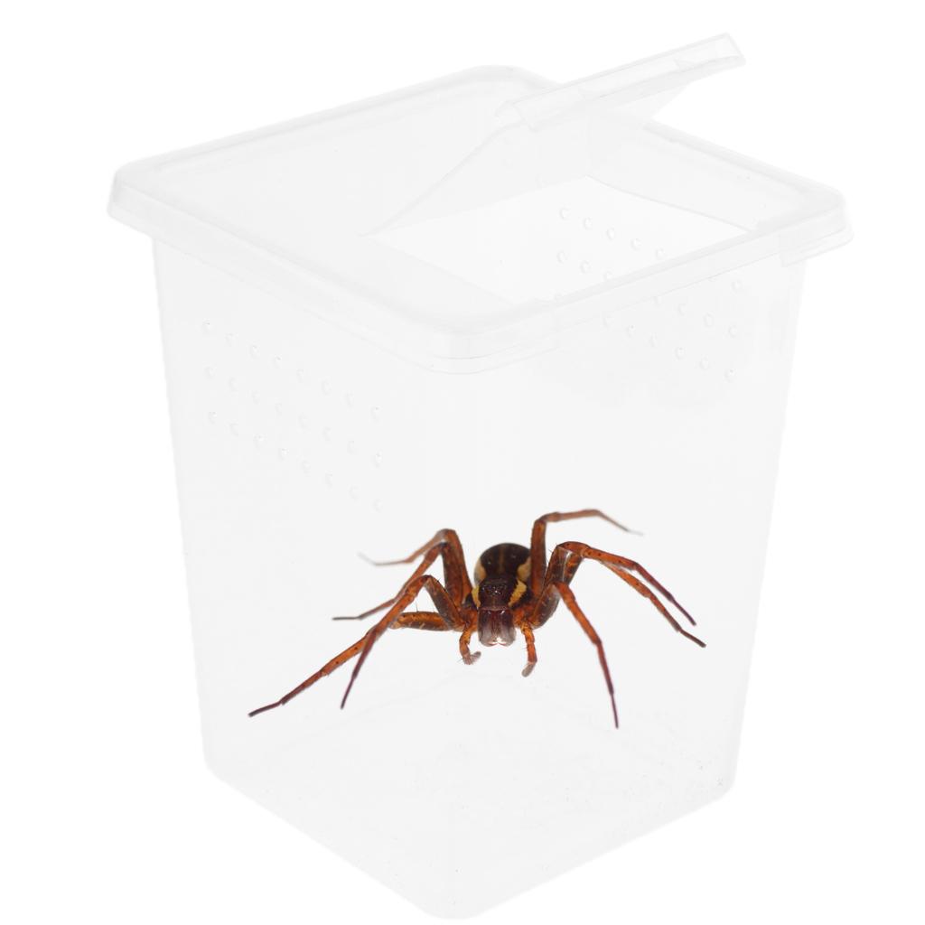 2x Clear Plastic Insect Spider Habitat Feeding Box Cage Container 3x3x4 inch