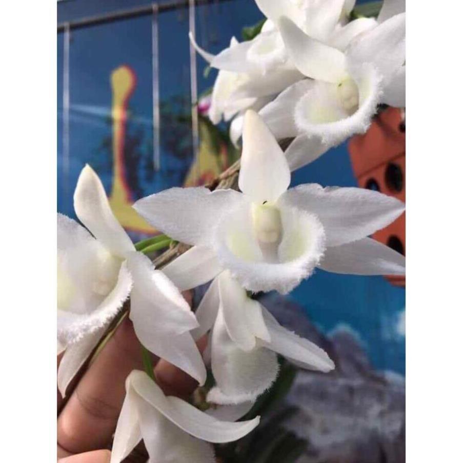 Hoa phong lan phi điệp trắng ki mập khỏe ấm chậu