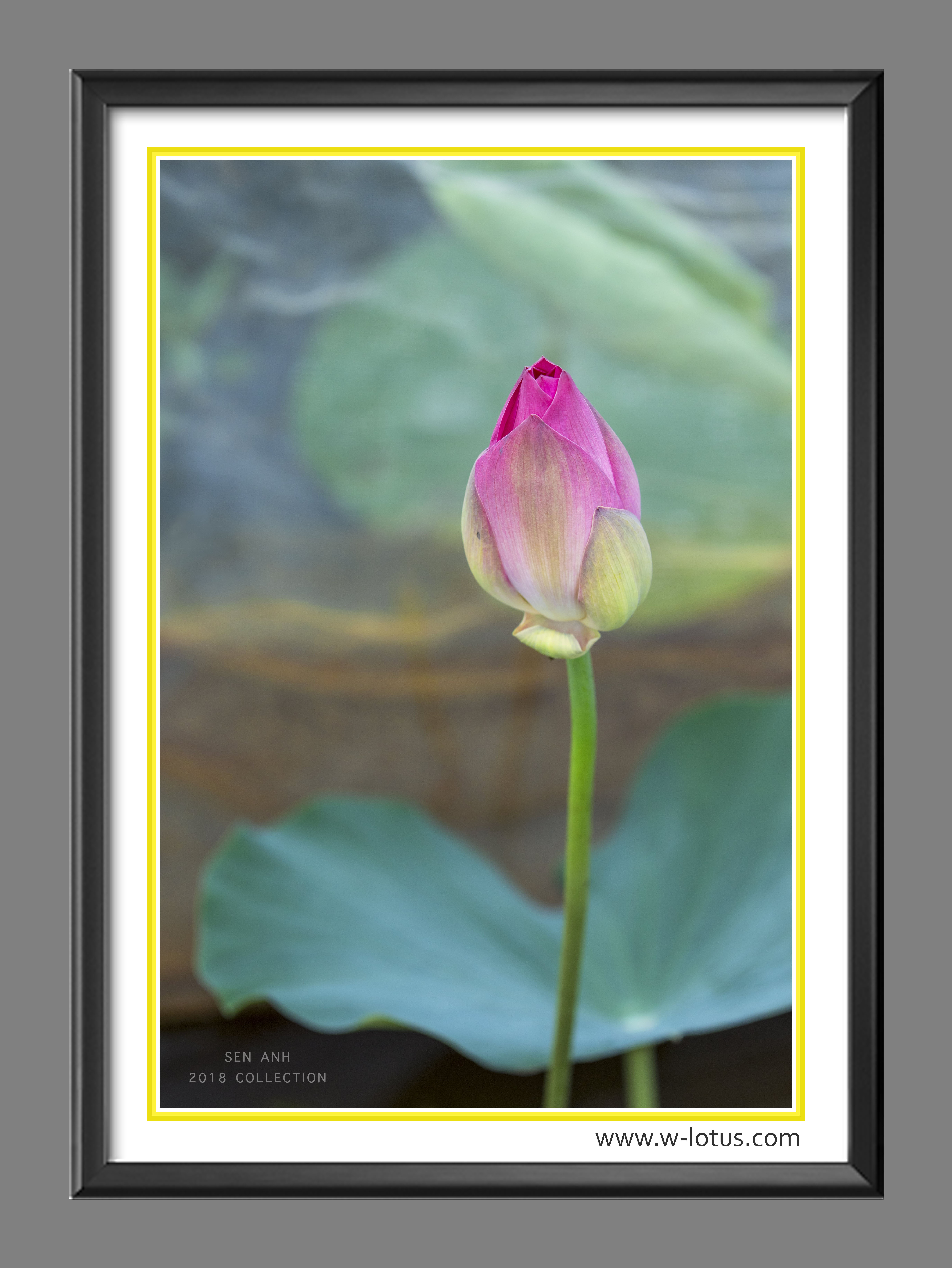 Tranh canvas hoa Sen treo phòng khách ST-00110