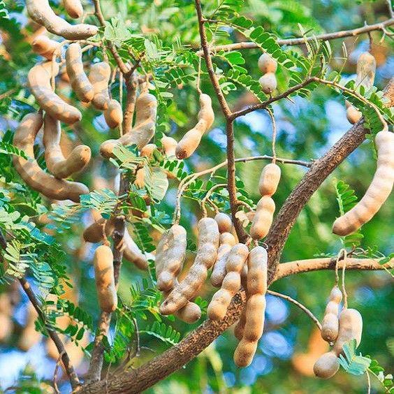 Giống Me Thái Giống Cho Trái Siêu Sớm
