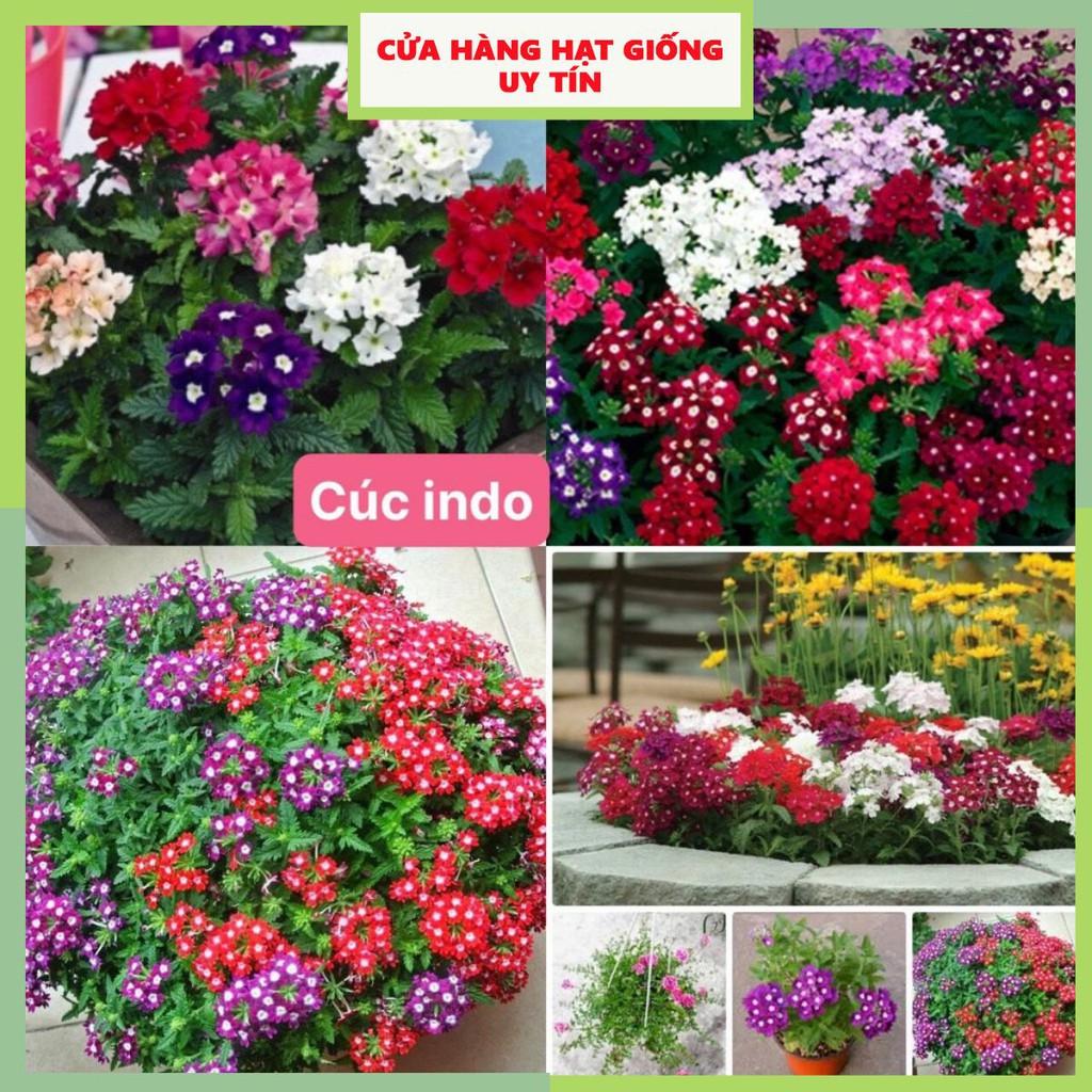 Hạt Giống Hoa Cúc Indo F1 Loại Siêu Dễ Trồng, Hoa Nở Đẹp Tặng kèm Hướng Dẫn Trồng
