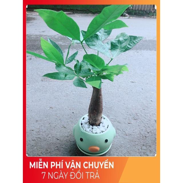 Chậu Kim Ngân 1 Thân