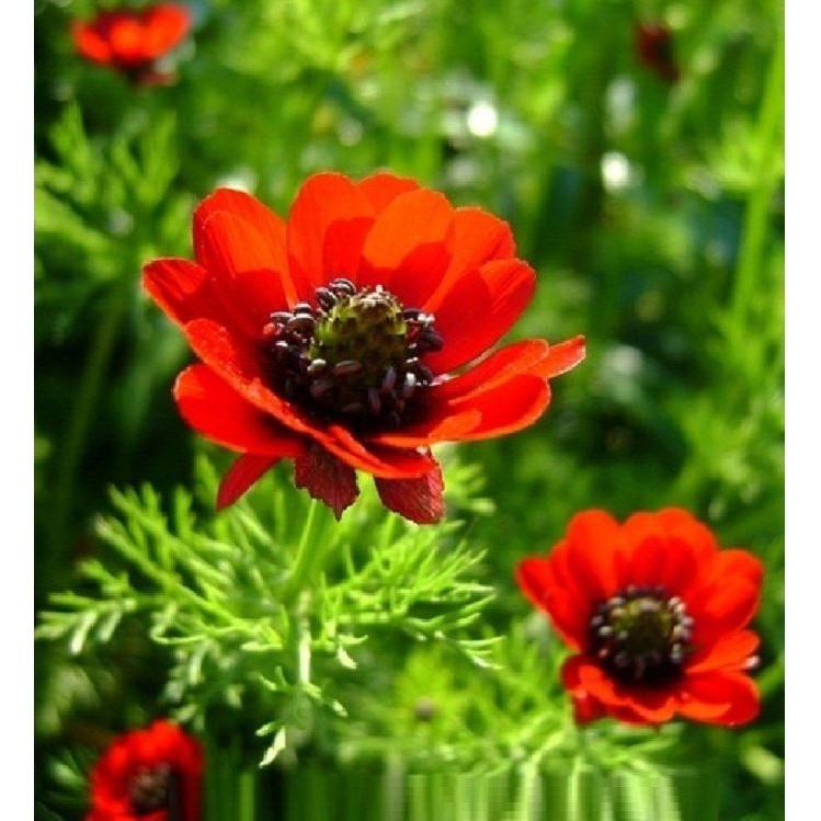 Hạt giống hoa Uyển hồng - gói 100 hạt