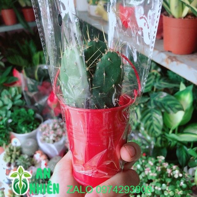 Chậu Xương Rồng Mini