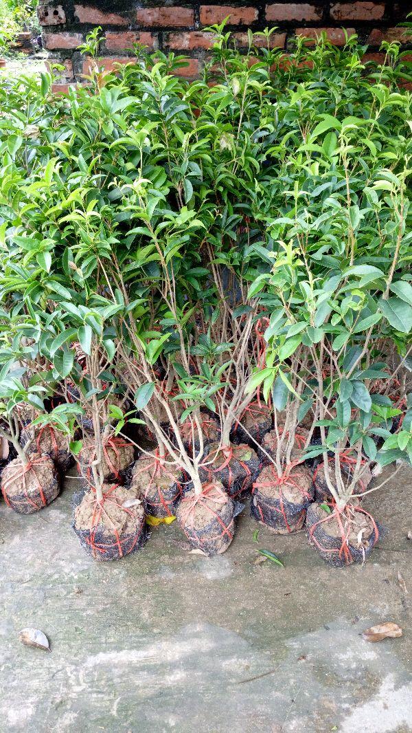 Cây hoa mộc hương cây đẹp chuẩn giống