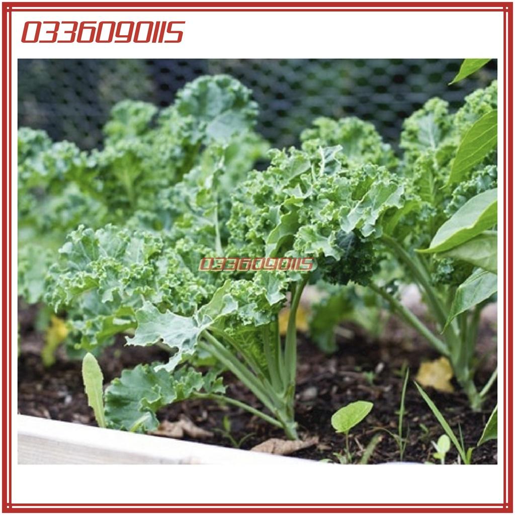 2gam Hạt gióng rau cải lá xoăn kale - hạt giống chất lượng tuyển chọn loại 1