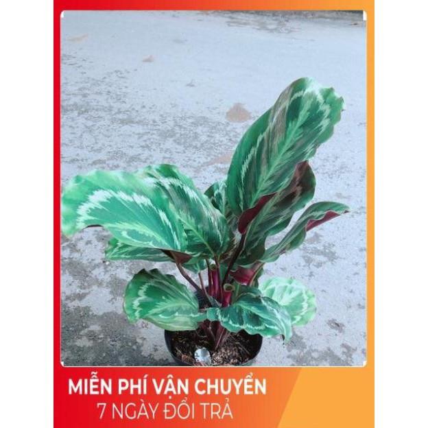 Đuôi Công Xanh Lá Tròn