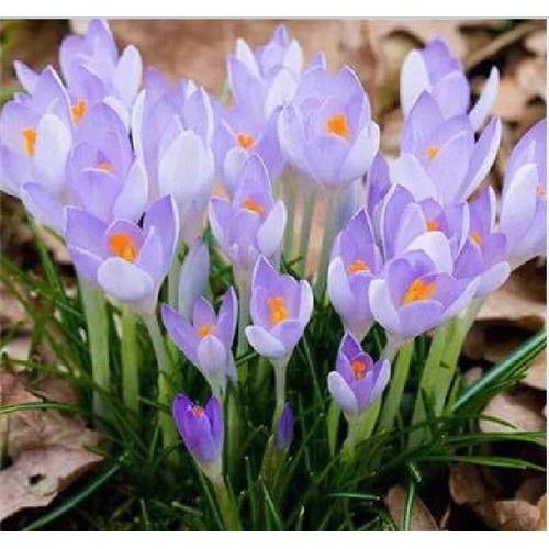 Bộ 3 Củ giống hoa nghệ tây hoa trắng tím _3 củ tặng kèm 3 viên nén ươm củ