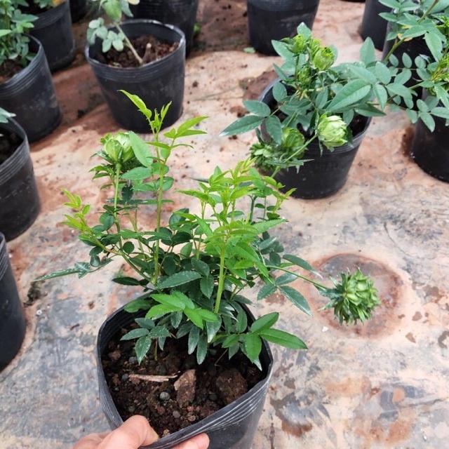 Hoa hồng xanh Jane Green rose-bầu to lớn, cây trưởng thành trưởng thành