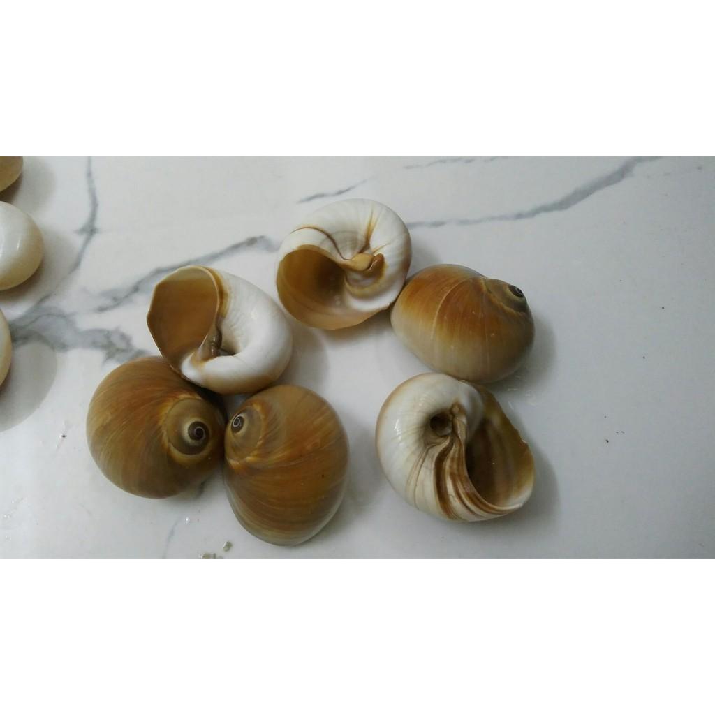 Vỏ ốc trang trí