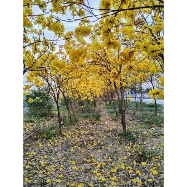 Cây giống phong linh cao