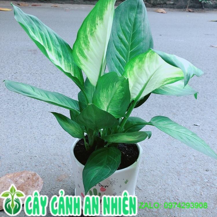 Chậu Cây Vạn Niên Thanh