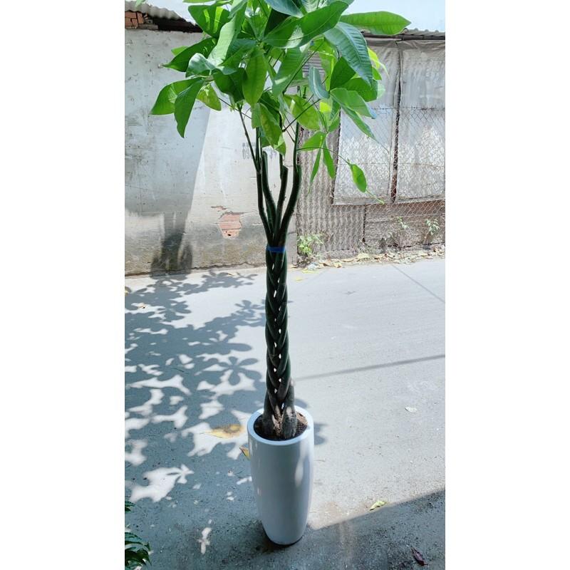 Chậu Cây Kim Ngân Lớn