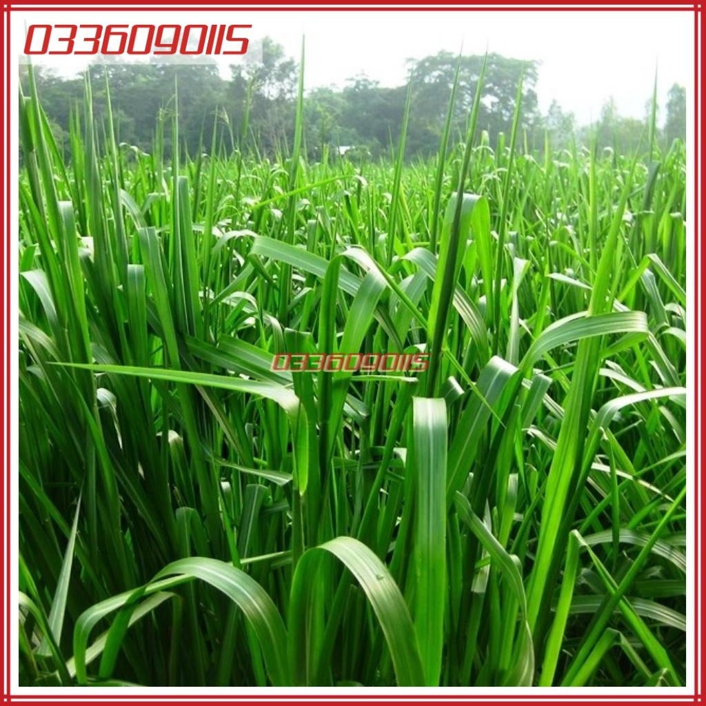 500g Hạt giống cỏ Ubon Paspalum, chịu ngập tốt, năng suất cao, giàu dinh dưỡng - Hạt giống cỏ chăn nuôi loại 1