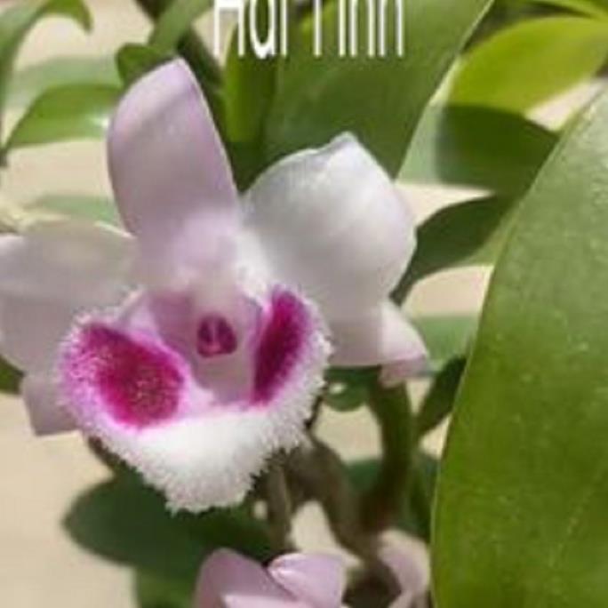 Sản Phẩm Hoa lan phi điệp - bầu cánh mai