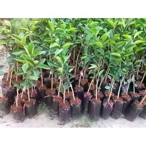 CÂY GIỐNG CAM CARA RUỘT ĐỎ KHÔNG HẠT