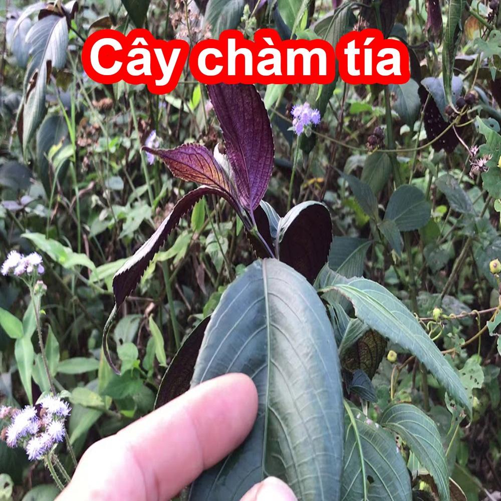 Cây chàm tía