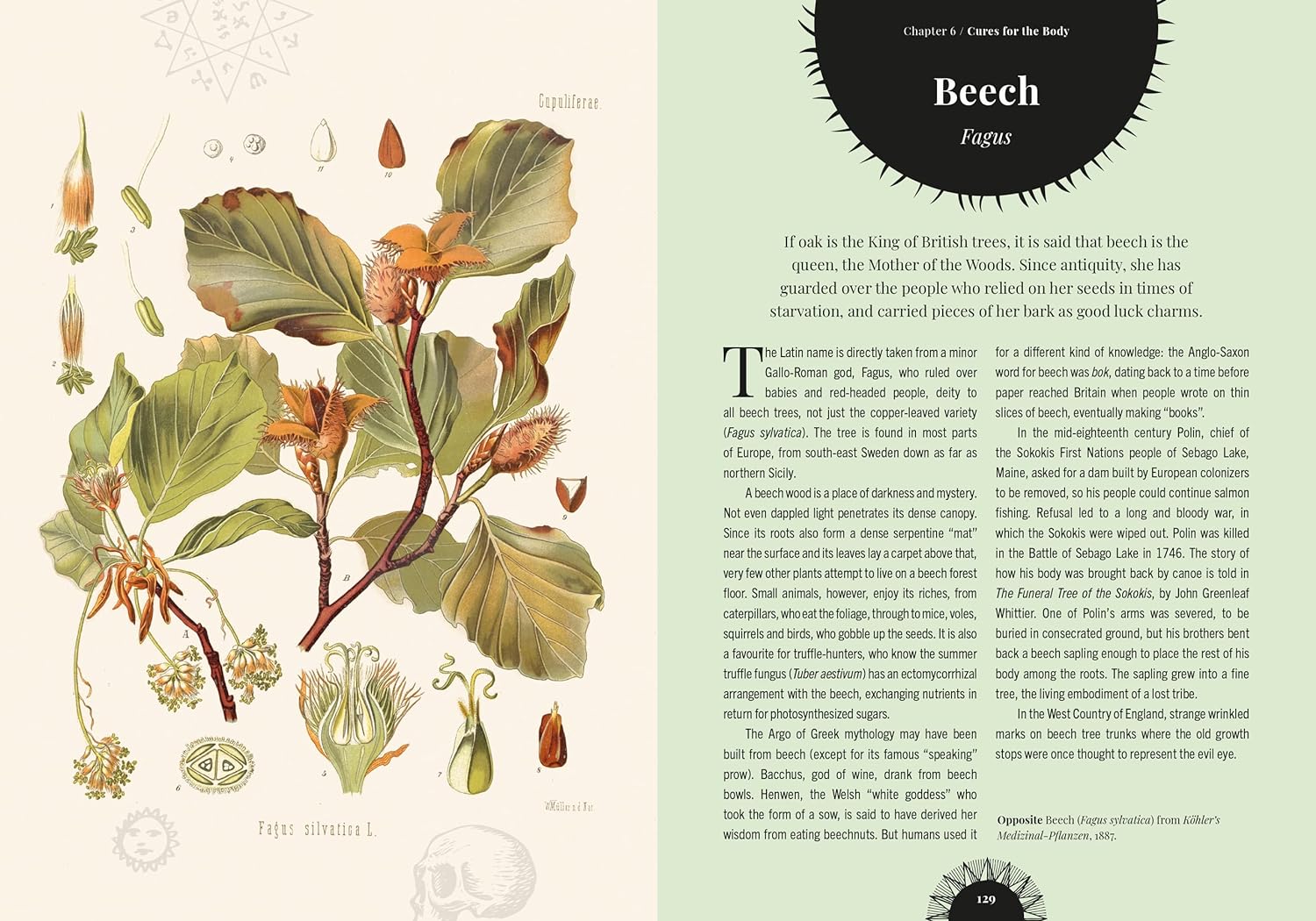 Kew - Witch's Forest