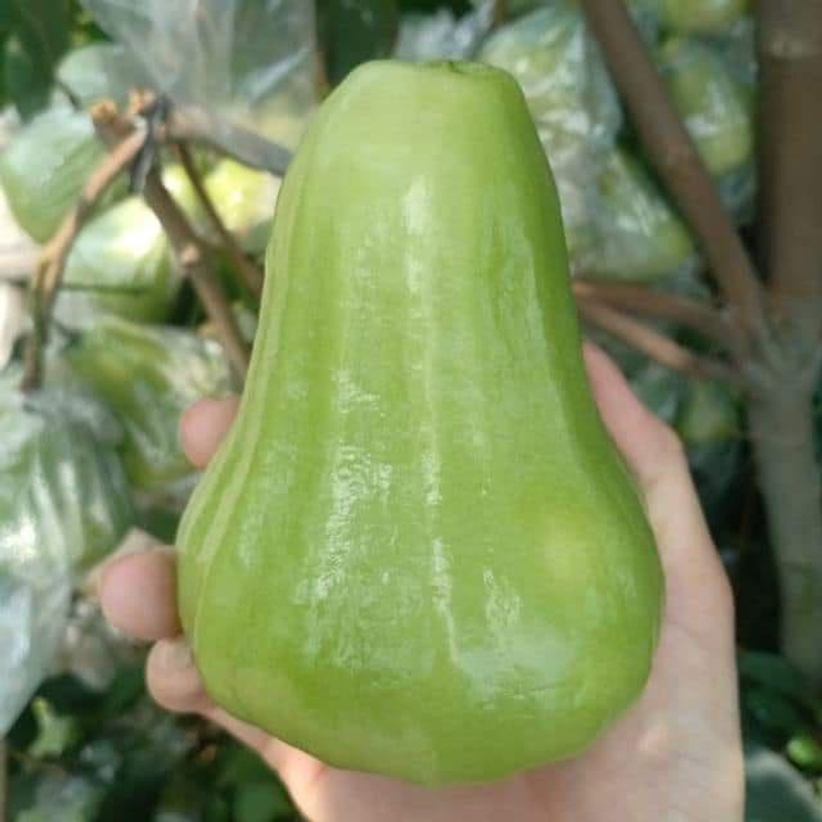 CÂY GIỐNG MẬN XANH ĐƯỜNG