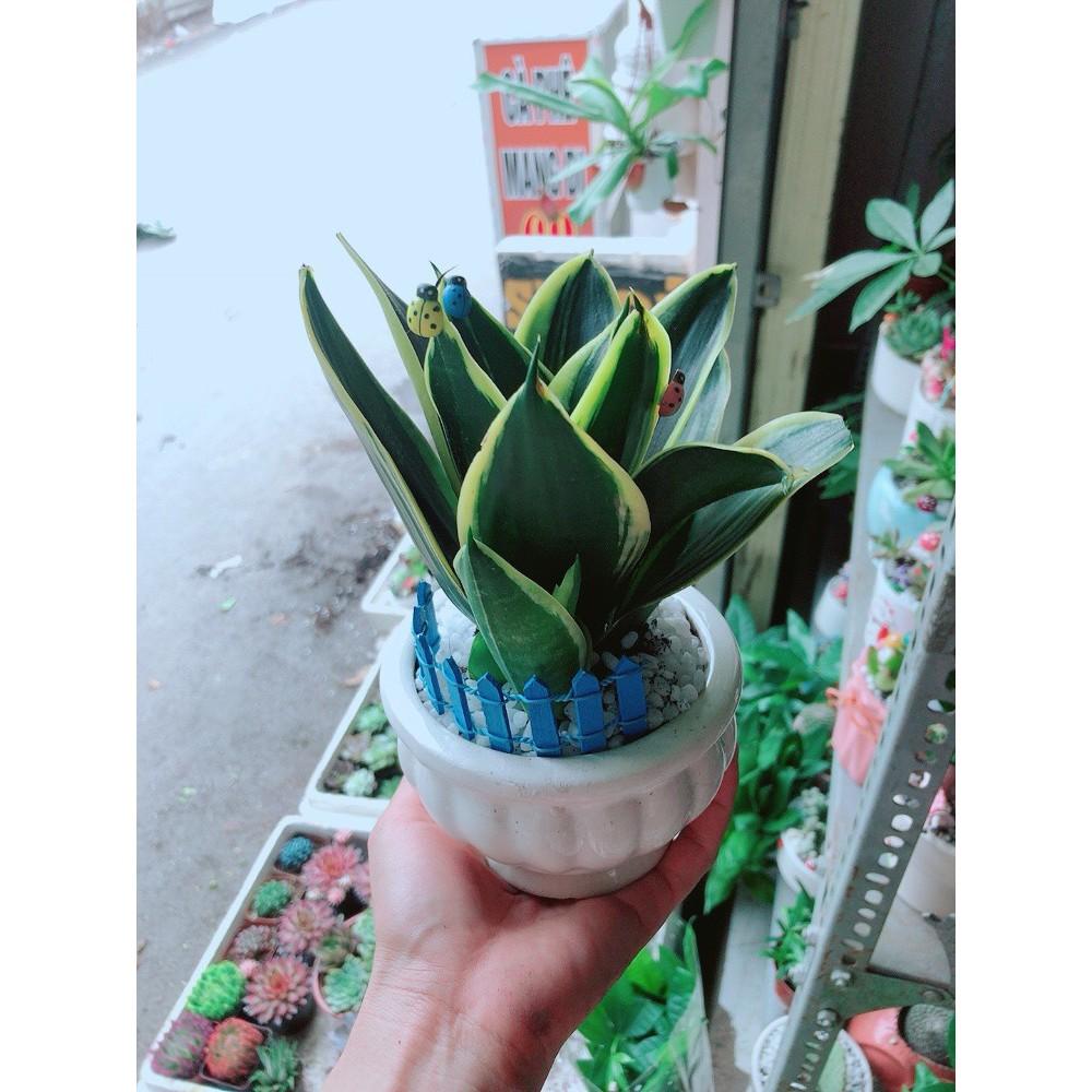 Chậu lưỡi hổ thái xanh