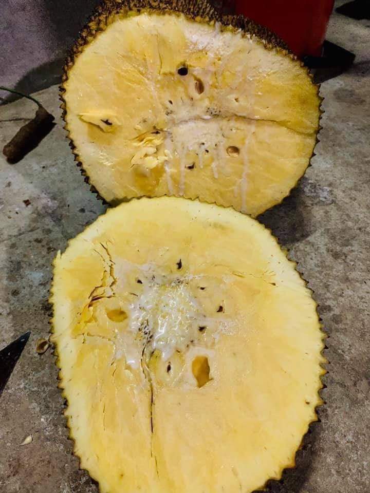 Cây giống mít không hạt