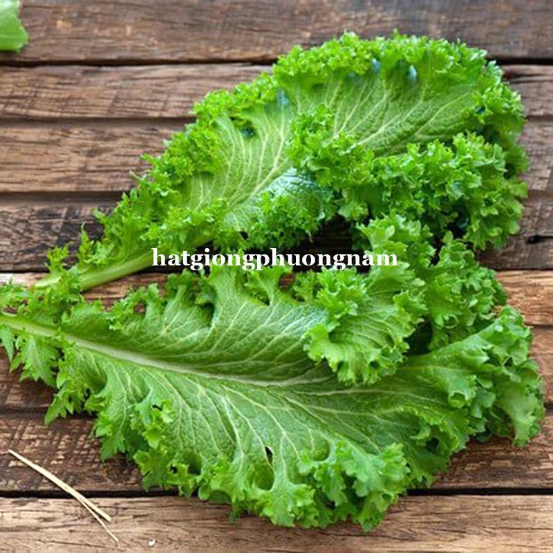 0,5GR - HẠT GIỐNG CẢI MÙ TẠT