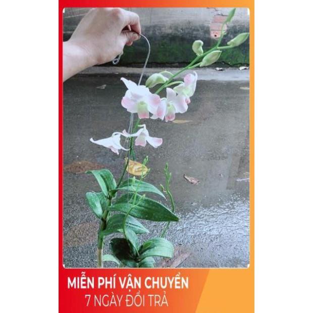 Lan Dendro Hồng Nhạt