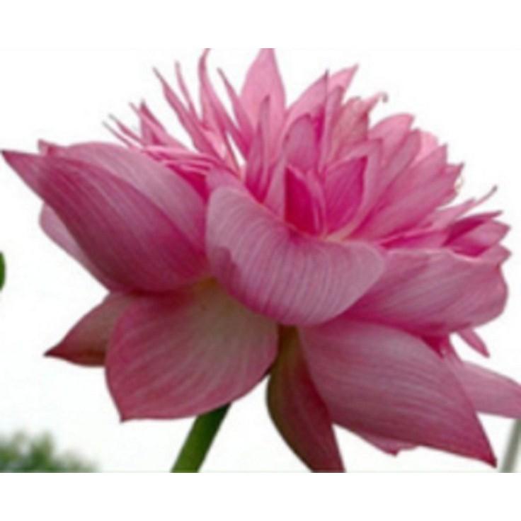 Hạt giống Sen Nhật mini