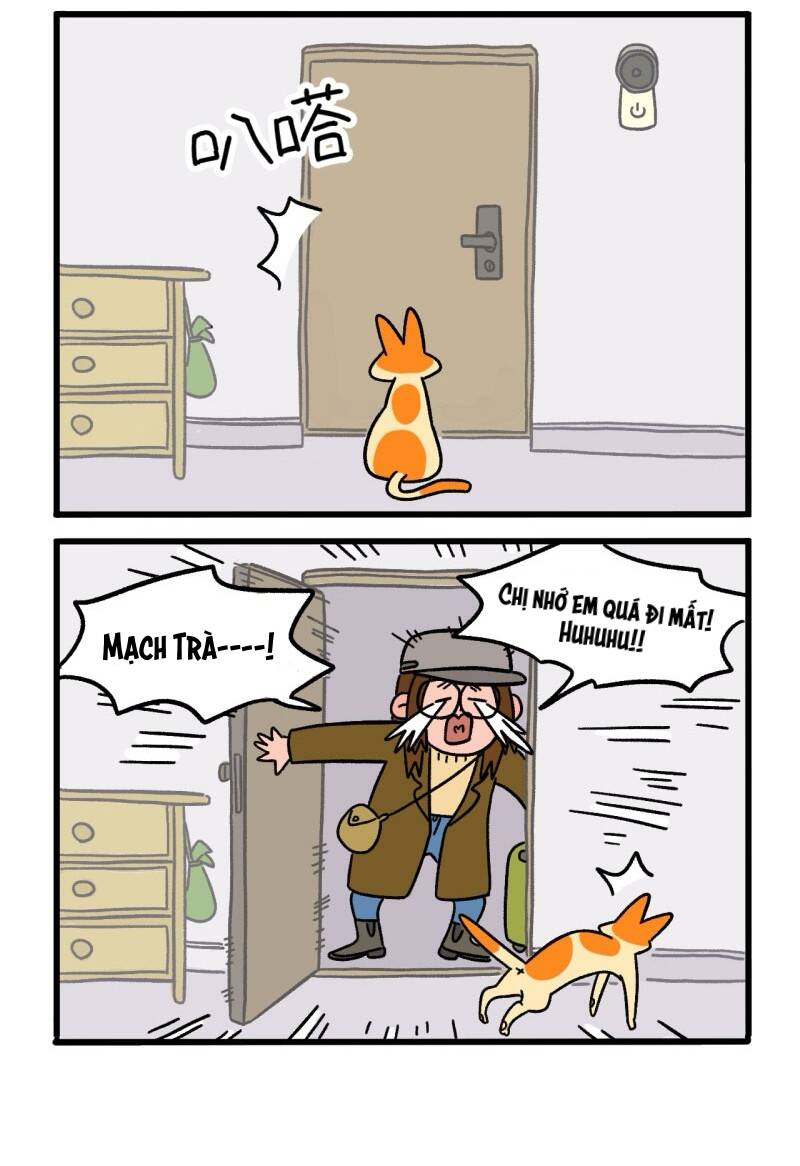 a mãn và mạch trà chapter 6 4