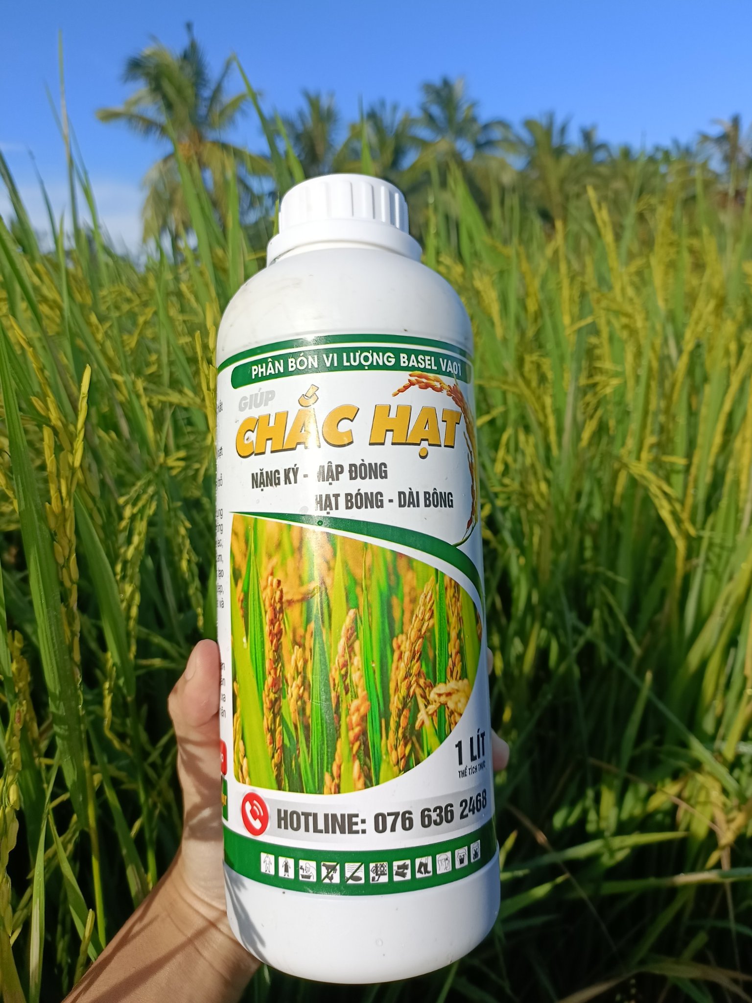 COMBO LÚA TIẾT KIỆM PHÂN BÓN - CÂY NỞ BỤI KHOẺ - ĐÒNG TO - TRỔ RỘ DÀI BÔNG
