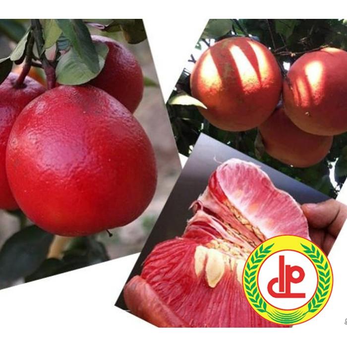Cây giống Bưởi Đỏ Luận Văn .