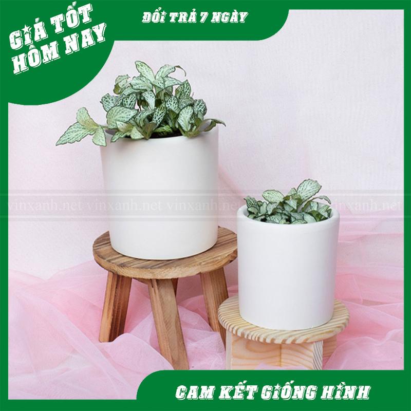 Chậu Sứ hình trụ tròn trồng cây tiểu cảnh xương rồng sen đá Đường kính 18 - 26cm