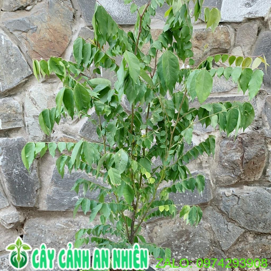 Cây Khế Cho Sai Trái