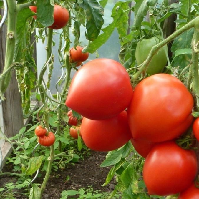 40H - HẠT GIỐNG CÀ CHUA TRÁI TIM ĐỎ