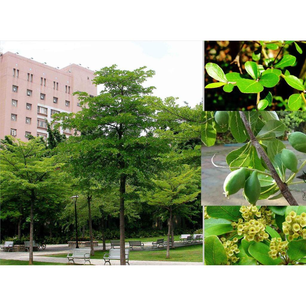 CÂY GIỐNG BÀNG ĐÀI LOAN, CAM KẾT CHUẨN GIỐNG F1 + Tặng 01 cây dâu da đất
