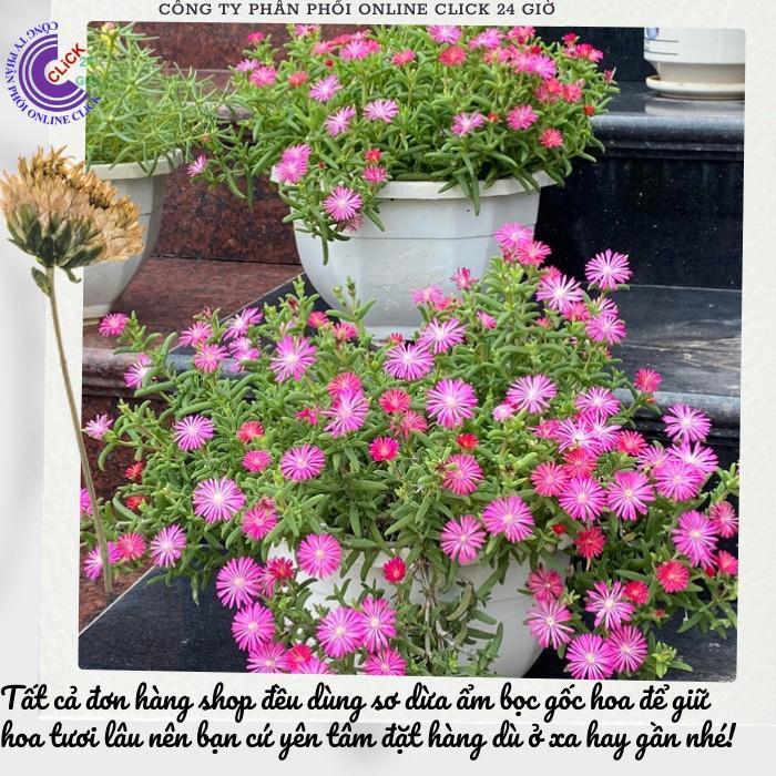 Combo 5 Cây Hoa Mười Giờ Nam Phi Đẹp Lạ Mắt Giống Chuẩn Hoa Mười Giờ Bonsai & Phụ Kiện