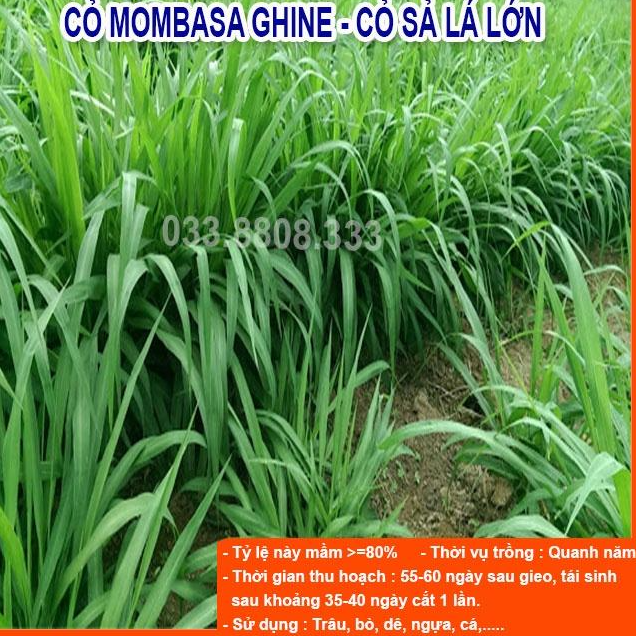 Combo 5 Loại Hạt Giống Cỏ Chăn Nuôi - Hạt Cỏ Voi, Mombasa Ghine, Yến Mạch, Paspalum, Alfalfa Linh Lăng