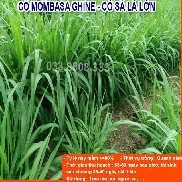 Combo 5 Loại Hạt Giống Cỏ Chăn Nuôi - Hạt Cỏ Voi, Mombasa Ghine, Yến Mạch, Paspalum, Alfalfa Linh Lăng (mỗi loại 50g)