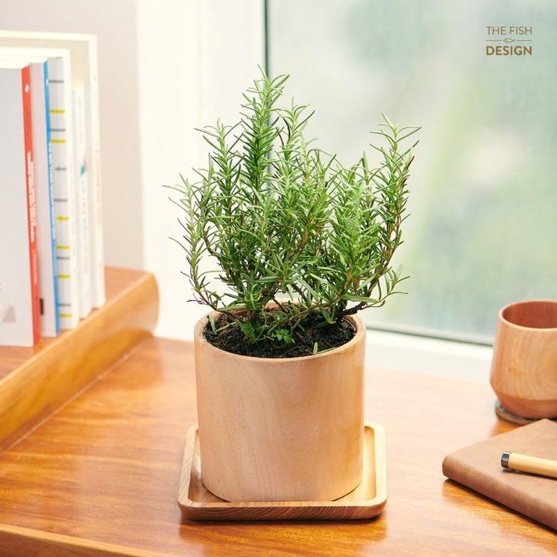 Chậu cây hương thảo rosemary cây gia vị mùi hương thơm | The Fish Design size L