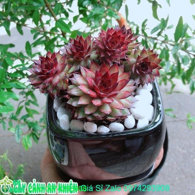 Chậu Cây Phật Bà Đỏ