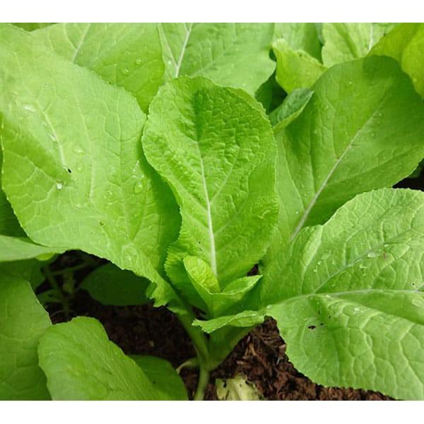 Hạt giống cải mơ đăm chân lùn 20gr