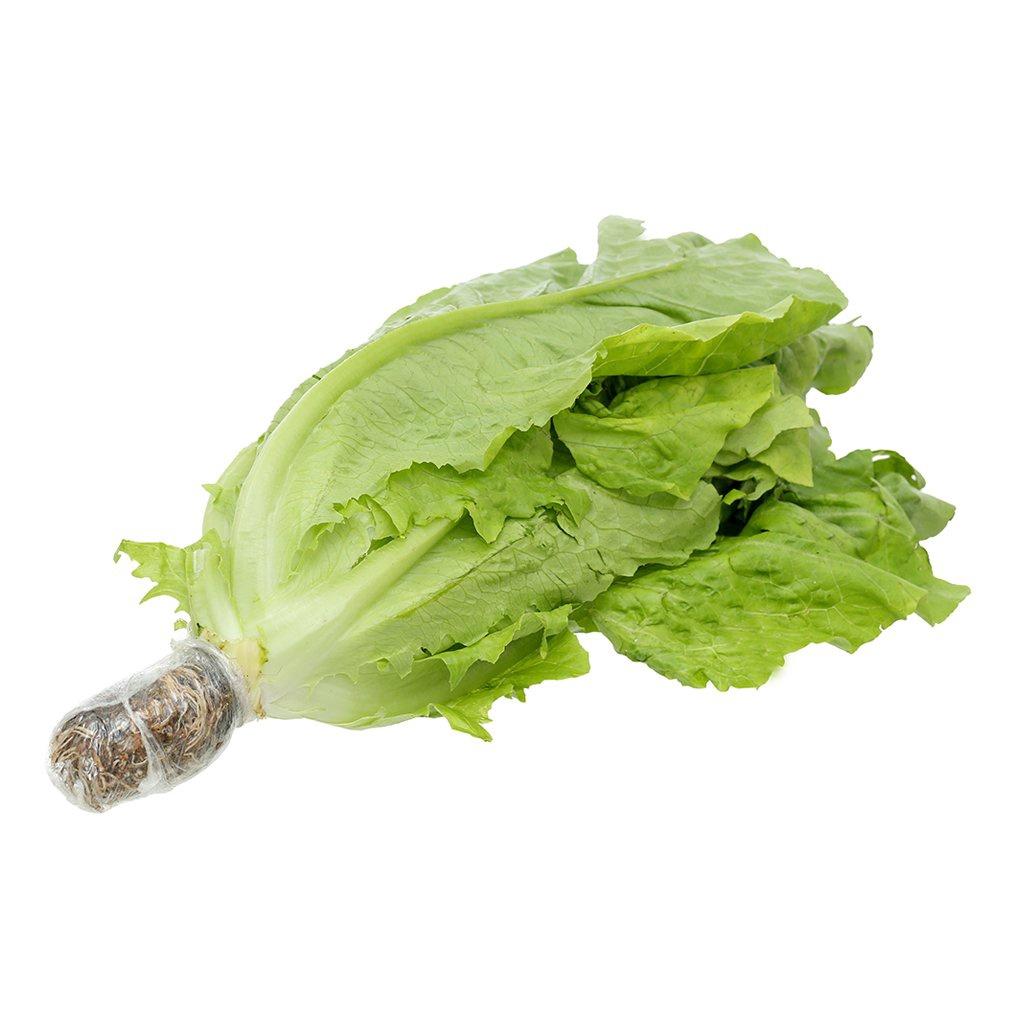 Hạt Giống Rau Xà Lách Romaine Xanh  -