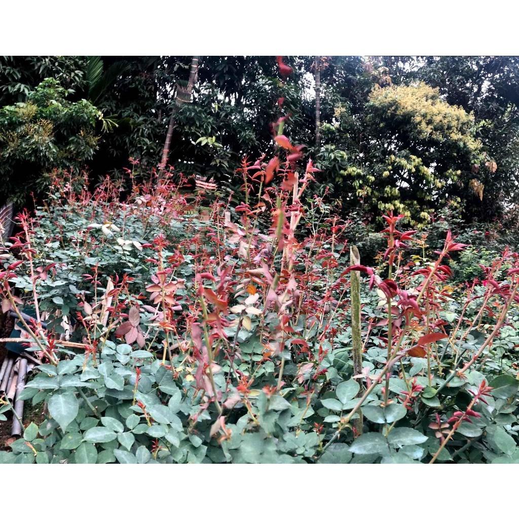 Chế phẩm đậu nành trứng chuối lên men humic Uyên Ngô -1lít