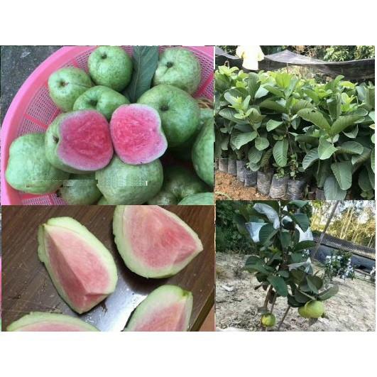 CÂY GIỐNG ỔI RUBI KHÔNG HẠT THÁI LAN SIÊU NGON SIÊU QUẢ- CAM KÊT GIỐNG CHUẨN F1 + Tặng 01 cây dâu da đất