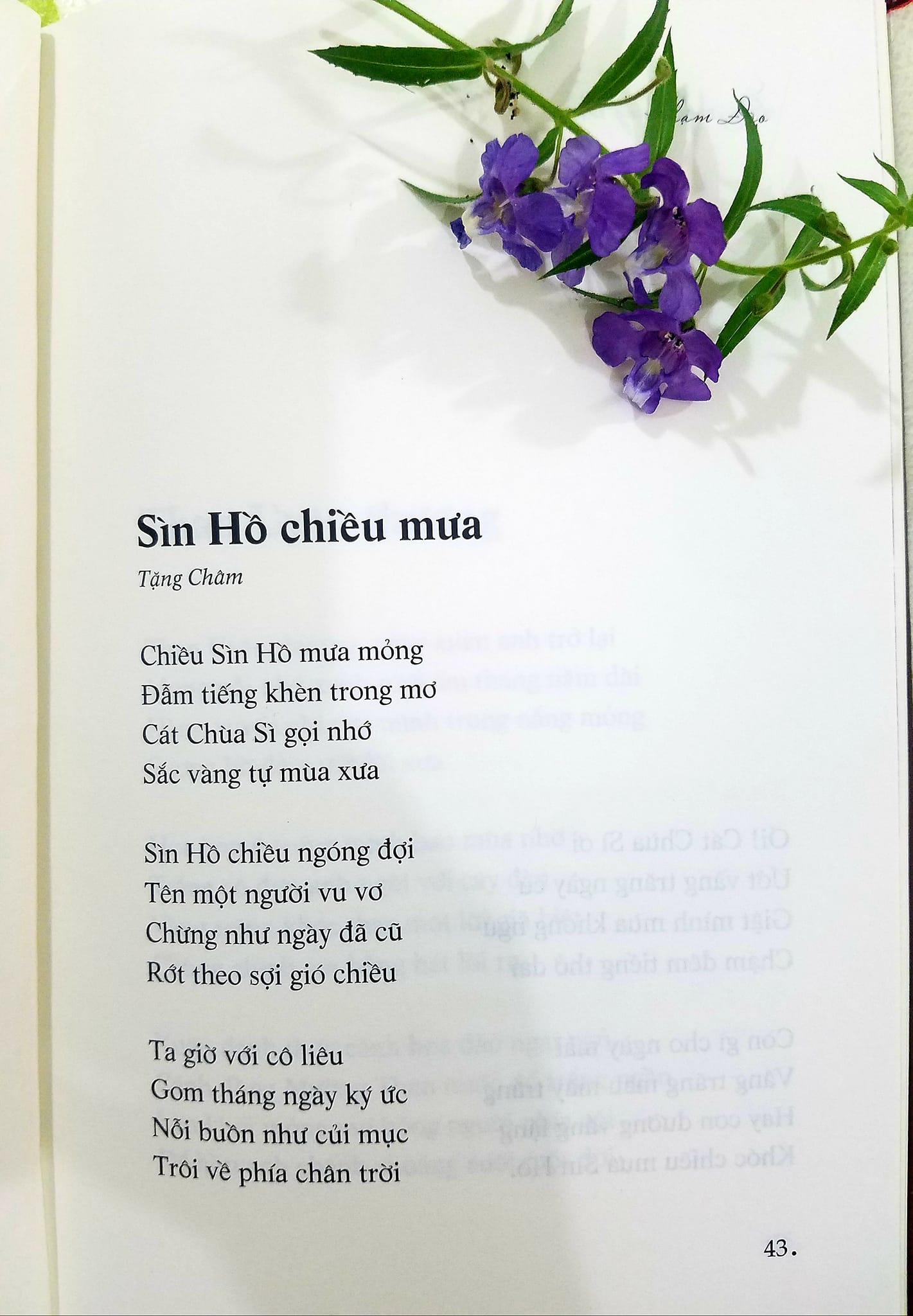 Mơ cùng tháng chạp