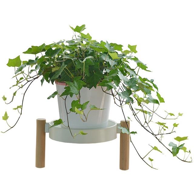 CÂY DÂY LEO THƯỜNG XUÂN - cây giống