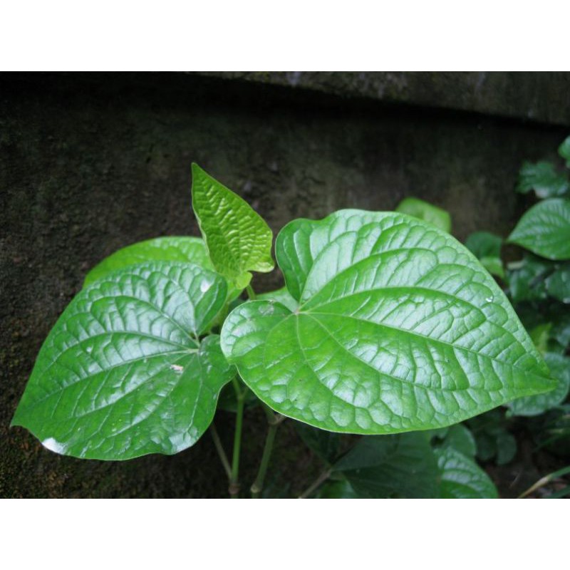 La Lốt tươi